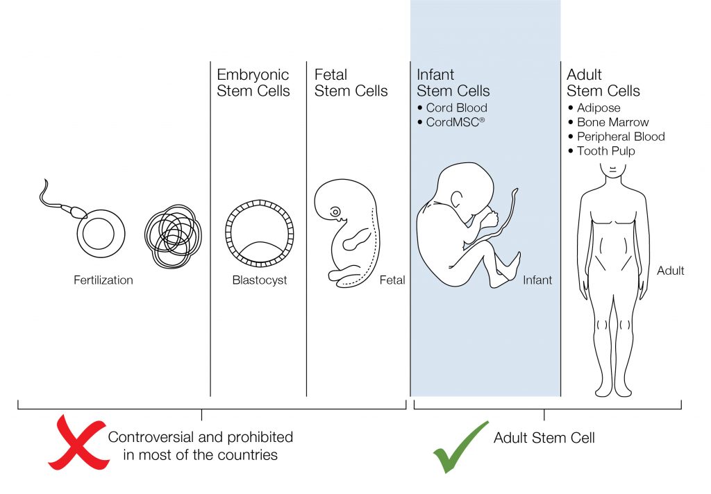 cellpedia-stem-cells