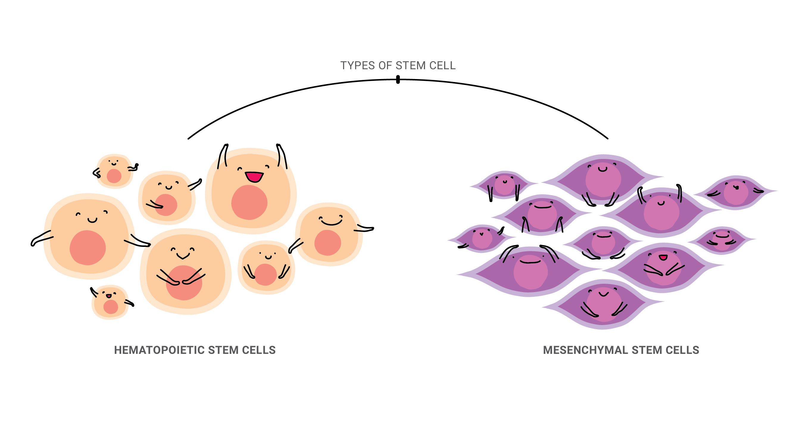 Two Types Of Stem Cells