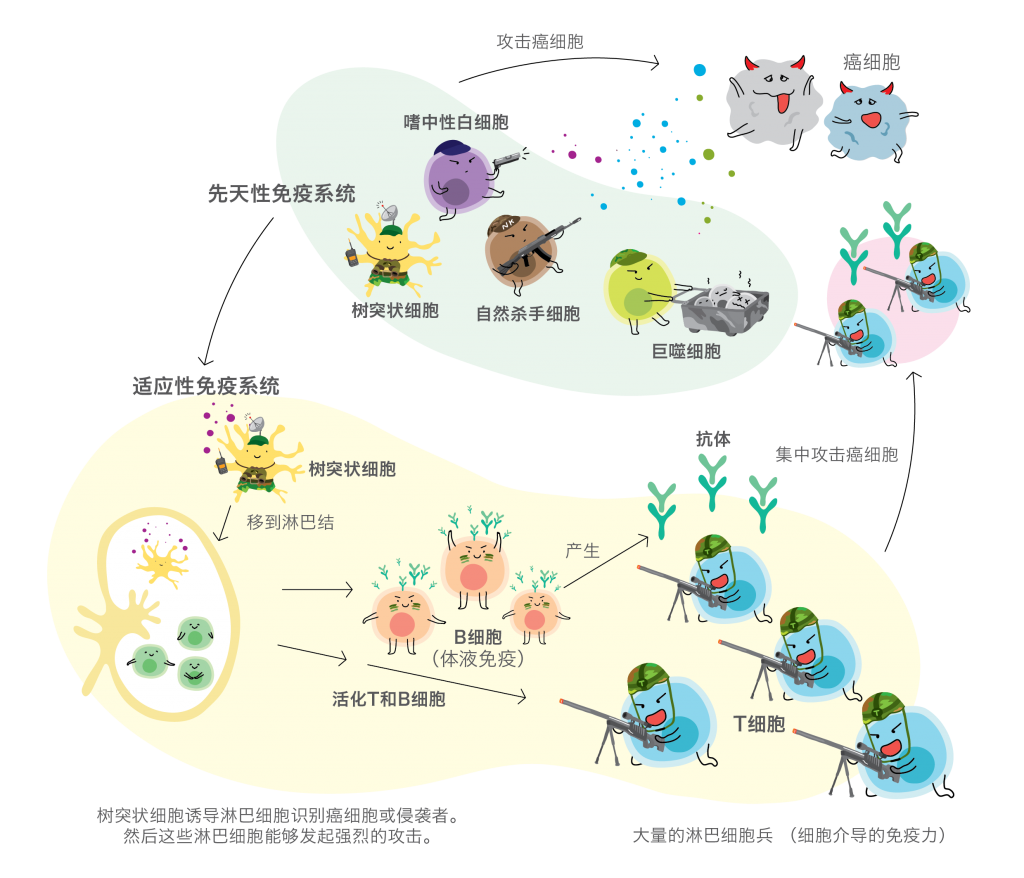 Cellpedia 免疫细胞