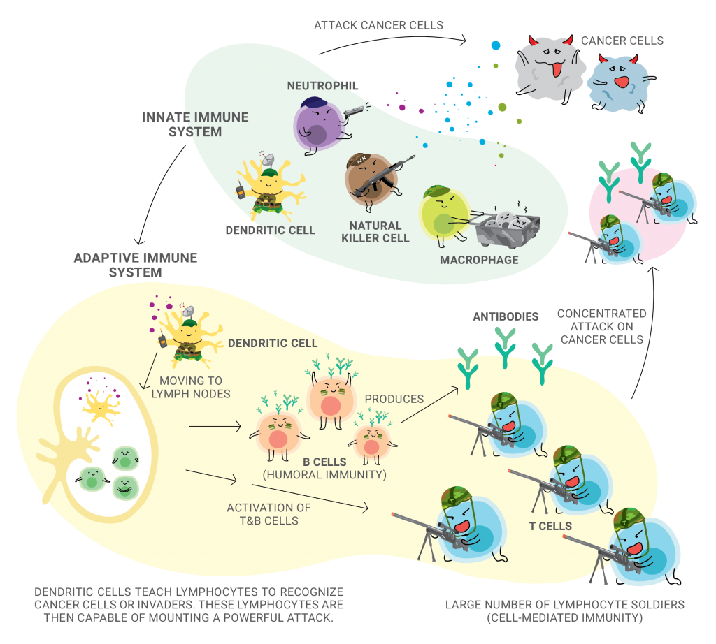 CELLPEDIA | Immune Cells