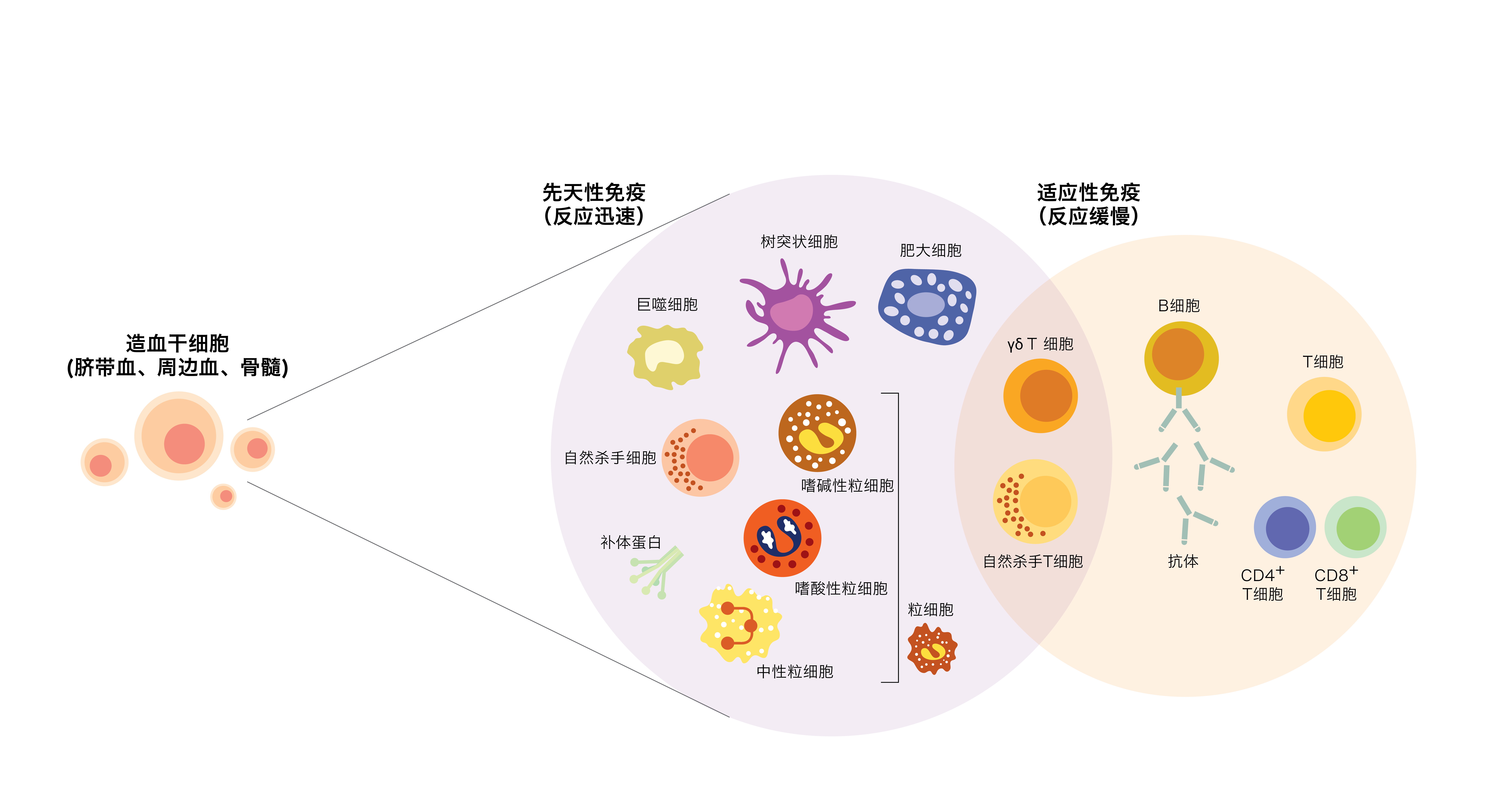 Cellpedia 免疫细胞