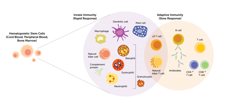 CELLPEDIA | Immune Cells