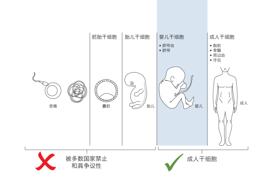 Sources of Stem Cells (CH)