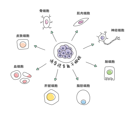 iPSCs - Cell Type (CH)