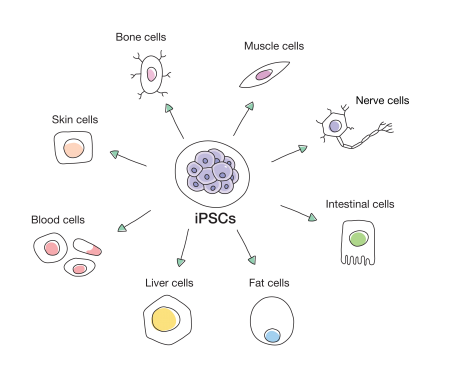 iPSCs - Cell Type (EN) (5)